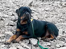 Display photo for Announcing Our #CritterCaregivers Winners!